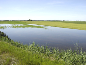 Karašica blizu Šumarine